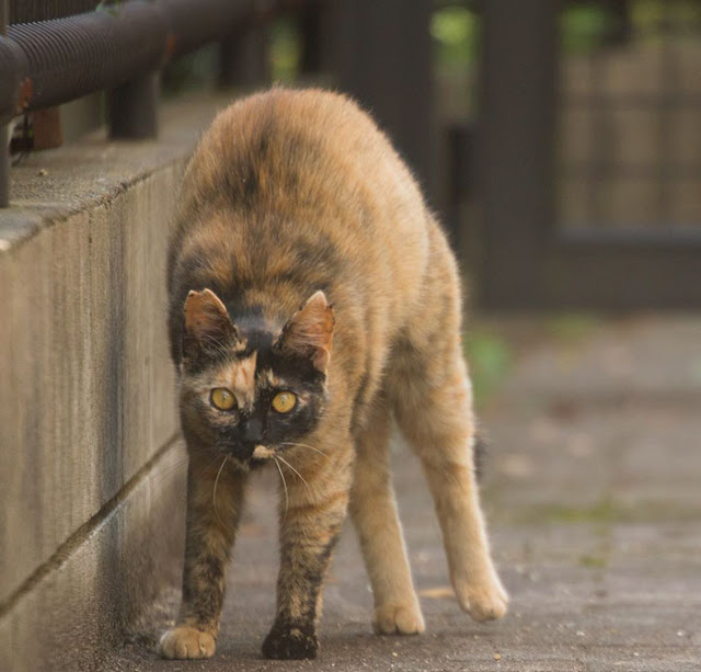 fotos-gatos-callejeros-tokyo-masayuki-oki-3.jpg